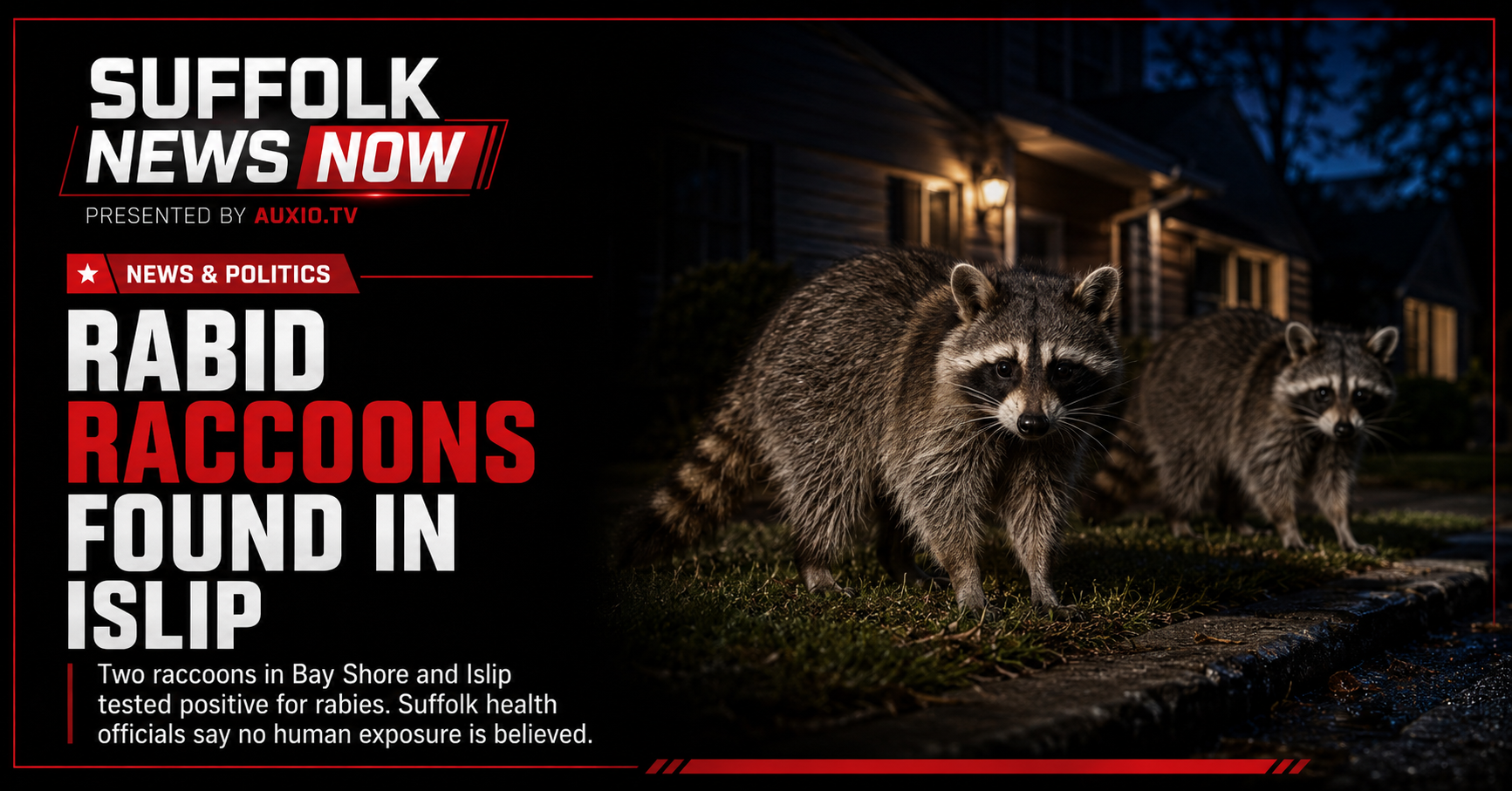 Two More Rabid Raccoons Found in Islip as Suffolk Warns Residents